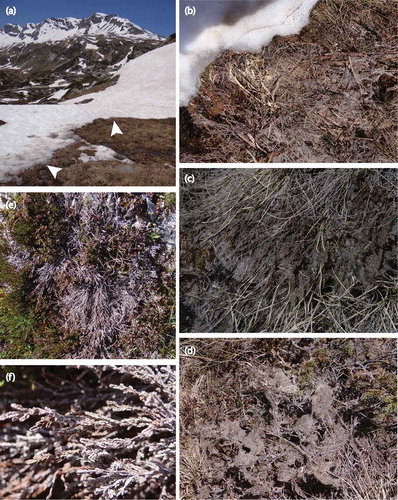 Figure 1. (a) The San Bernardino site (1930 m a.s.l.) during snowmelt on 8 June 2014; arrowheads indicate places where felty brown to black mycelial mats of Allantophomospsis cytisporea as shown in (b), (c), and (d) can be observed. (b) Mycelial mat right at the edge of melting snow. (c) Mycelial mat covering horsts of dead leaves of the grass Nardus stricta. (d) Mycelial mat covering Calluna vulgaris. (e) Shoot blight on C. vulgaris observed at the San Bernardino site on 24 August 2014. (f) Close-up of (e).