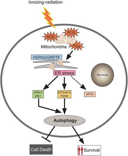 Figure 8. Proposed model for molecular signaling involved in radiation-induced autophagy. Radiation exposure results in the generation of numerous reactive oxygen species (ROS) mainly via mitochondrial potential disturbance. The formed ROS may cause damage to the macromolecules (primarily DNA, proteins and lipids) leading to protein misfolding and unfolding, resulting in ER stress. This stress is sensed through the UPR sensor HSPA5/GRP78 (which binds to the unfolded proteins) causing instigation of UPR through predominant activation of the EIF2AK3 and ERN1 branches of the UPR. The UPR results in the induction of autophagy in radiation-exposed conditions. This radiation-induced autophagy, which is dependent on ROS production and UPR for its induction, is a pro-survival stress response (which may be due to efficient recycling of damaged cellular cargos generated upon radiation exposure).