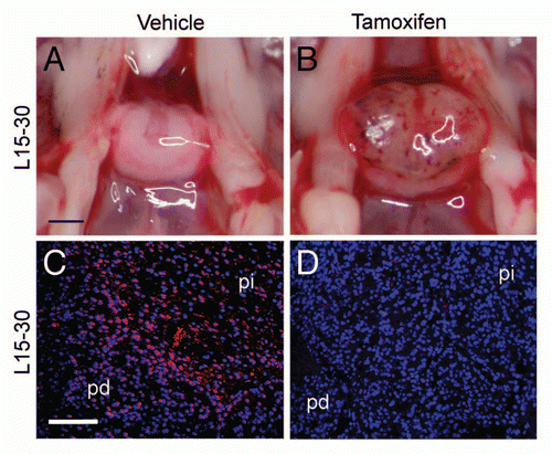 Figure 4 Deletion of p27Kip1 induced in adult p27L+/L+;CreER mice. Dorsal view of pituitaries from p271L+/L+;CreER+ (inducible knockout) mice treated at 15 weeks of age with vehicle (A) or tamoxifen (B) and then examined at 30 weeks of age. Immunostaining for p27Kip1 (red) is apparent in vehicle-treated controls (C), but is eliminated following tamoxifen treatment (D, blue = DAPI nuclear stain). Black scale bar = 1 mm, white scale bar = 100 µm. pd, pars distalis; pi, pars intermedia.