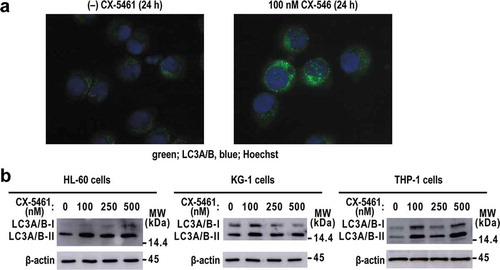 Figure 3. Treatment with CX5461 enhanced autophagy in acute myeloid leukemia cell lines.