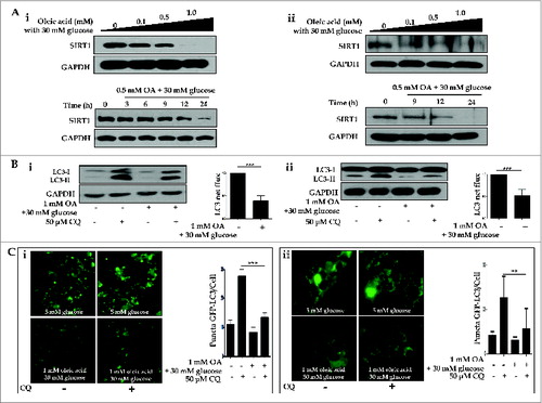 Figure 5. Oleic acid downregulates hepatic expression of SIRT1 and suppresses autophagy machinery. HepG2 cells and primary hepatocytes exposed to OA in combination with 30 mM glucose exhibited decreased levels of SIRT1, as assessed by immunoblots, in a dose- (0, 0.1, 0.5 and 1.0 mM OA) and time- (0, 3, 6, 9, 12, and 24 h) dependent manner (Ai and Aii designated as HepG2 cells and primary hepatocytes, respectively). Furthermore, treatment with the lysosomal inhibitor CQ (50 μM) in combination with 1.0 mM OA and 30 mM glucose decreased LC3-II conversion, whereas CQ alone upregulated LC3-II levels in LC3 immunoblot flux assays (Bi and Bii). Autophagy flux was expressed as the subtraction of the amount of LC3-II in the absence of CQ from the amount of LC3-II in the presence of CQ for each of the conditions, which is defined as “LC3 net flux” and graphically displayed. Fluorescence confocal microscopy was used to monitor the vesicle formation step of autophagy and autophagosome-lysosome fusion in the absence or presence of 50 μM CQ (Ci and Cii). The number of GFP-LC3 puncta was quantified and plotted. Punctate patterns of the autophagic marker GFP-LC3 were decreased in response to autophagic inhibition by 1.0 mM OA. Asterisks (**P < 0.01 and***P < 0.001) indicate significant differences.