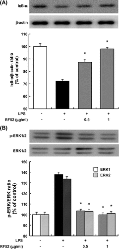 Fig. 4. Effects of RF52 on IκBα degradation and ERK phosphorylation in RAW264 macrophages stimulated with LPS.Notes: RAW264 cells were stimulated with LPS (5 μg/mL) and incubated with RF52 for 1 h. Total cell lysates were extracted from cultured RAW264 cells. Western blotting was conducted using 50 μg of total cell lysate protein/lane, which was reacted with antibodies against (A) IκBα and β-actin, and (B) phosphorylated ERK1/2 and total ERK1/2 (upper band: ERK1, lower band: ERK2). Data are presented as means ±SEM of three replicate experiments. *p < 0.05 vs. culture treated with LPS alone.