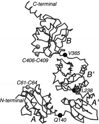 Figure 5.  The backbone structure of yeast PDI. The Cα model of yeast protein disulfide isomerase is shown (PDB accession—2b5e) Citation64. Both the NH2- and COOH-terminals are labeled. As noted in the text, PDI consists of approximately 130 residue domains labeled A, B, B' and A' in the accompanying drawing. Like beads on a string, the four domains are interconnected by what appears to be relatively flexible loops marked approximately in the middle by black balls (Q140, L238, and V365). Disulfide redox centers are present only in domains A and A'. They are labeled as C61-C64 and C406-C409.