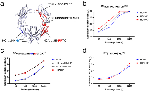 Figure 2. (a) Structural homology of the Fc domain of REGN bsAb-1. Regions showing statistically significant differences in deuterium uptake (HC* > HC) are in red. Regions with unchanged deuterium uptake after substitutions are in gray. Representative HDX-MS kinetic plots are shown for (b) CH peptide 241FLFPPKPKDTLM252, (c) CH peptide 427VMHEALHNHYTQK439 (for HC) and 427VMHEALHNRFTQK439 (for HC*) and (d) CH peptide 298STYRVVSVL306. The means and error bars (standard deviations) are based on triplicated experiments.