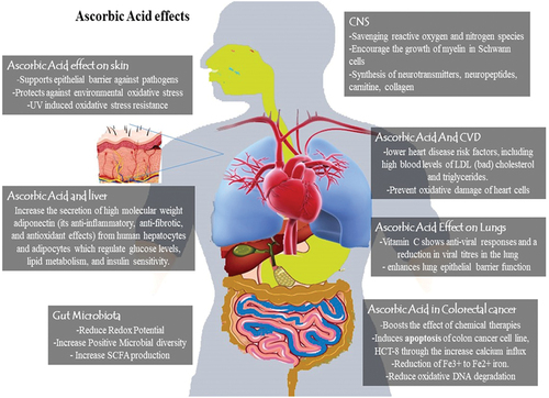 Figure 3. Positive Health effect of ascorbic acid.