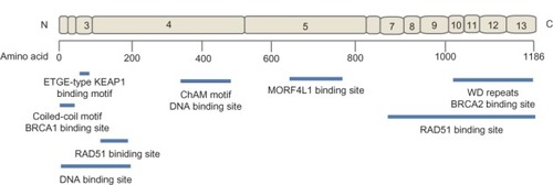 Figure 1 The structure of PALB2 indicating the exonic (exons 1–13) contribution to the protein and the location of the binding sites of its interacting proteins.