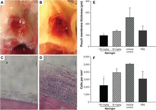 Figure 4 Macroscopic appearance of air pouches dissected from mice 7 days after bone implantation.
