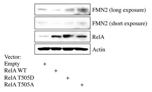 Figure 4. Role of the threonine 505 residue of RelA in the control of FMN2 expression. U2OS cells were transfected either with empty vector, or with RelA expression constructs, including wild-type, threonine 505 mutated to alanine (T505A), or threonine 505 mutated to aspartate (T505D), for 48 h prior to harvest. Whole-cell lysates were analyzed by western blot using the indicated antibodies.