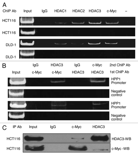 Figure 5. c-Myc-mediated transcriptional repression of HPP1 in colon cancer is dependent on the dominant recruitment of HDAC3. (A) ChIP assays were performed for the HPP1 promoter in HCT116 and DLD-1 cells using antibodies to HDAC1 (lane 3), HDAC2 (lane 4), HDAC3 (lane 5), and c-Myc (lane 6). Normal rabbit IgG served as a negative control (lane 2), input chromatin (samples without IP) served as a positive control (lane 1). An unrelated promoter of c-Fos was also analyzed to confirm the specificity of the experiment. c-Myc, HDAC1, HDAC2, and HDAC3 were confirmed to bind the HPP1 promoter. HDAC3 appears to play a more dominant role in the transcriptional regulation of HPP1. (B) ChIP-re-ChIP experiments further demonstrated the co-occupancy of c-Myc and HDAC3 on the key region of the HPP1 promoter. Antibodies used for the first IP and second IP are indicated above the lanes. (C) Co-IP of c-Myc with HDAC3 from HCT116 extracts demonstrates their physical interaction. Lanes 1 and 2 are input control without IP and negative control respectively. Lanes 3 and 4 are co-immunoprecipitates from c-Myc and HDAC3 respectively.