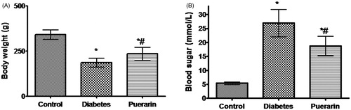 Figure 1. Body weight and blood glucose in three groups 4 weeks after STZ injection. (A) Body weight in three groups, (B) Blood glucose in three groups. *p < 0.05 vs. control group, #p < 0.05 vs. diabetic group.