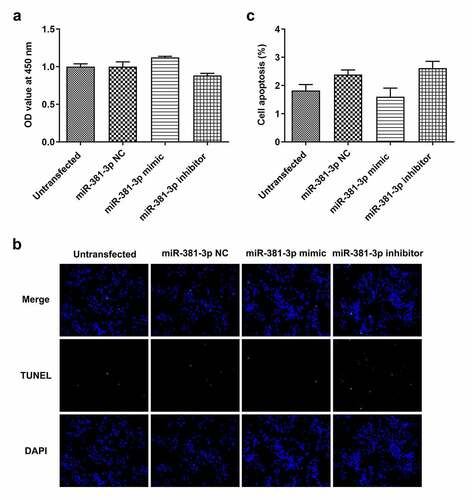 Figure 7. Effects of miR-381-3p mimic or inhibitor on cell proliferation and apoptosis. (a) Results of Cell Counting Kit-8 assay for cell proliferation following miR-381-3p mimic or inhibitor transfection. (b and c) Results of TUNEL staining for cell apoptosis following miR-381-3p mimic or inhibitor transfection. miR, microRNA