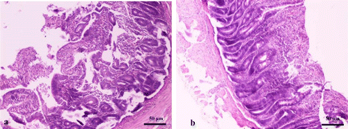 Figure 3.  Jejunum cross-section obtained from a 23-day-old broiler chicken, challenged with C. perfringens and E. maxima. The architectural structure of the intestinal mucosa was lost, while intestinal villi were segmented (3a) or fused (3b) (haematoxylin and eosin).