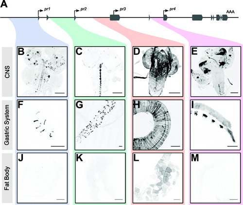 Figure 2. forpr-Gal4s expression in the 3rd instar larval CNS, gastric system, and fat body. Whole-mount immunofluorescence analysis of forpr-Gal4 driving UAS-mCD8::GFP in the larval CNS and stained with anti-GFP. Sample sizes were n ≥  12 larvae for each of experiment. Representative images are shown. Scale bars = 100 µm. (A) Schematic of the foraging locus with the cloned regions near the transcription start sites highlighted. (B) forpr1-Gal4 expressed in neurons throughout the VNC and brain lobes. (C) forpr2-Gal4 expressed in midline glia in the VNC. (D) forpr3-Gal4 expressed in the perineurial surface glia of the CNS and PNS. (E) forpr4-Gal4 expressed in the optic lobes of the CNS and the eye imaginal discs and the leg imaginal discs. (F) forpr1-Gal4 expressed in enteroendocrine cells in the anterior portion of the larval midgut. (G) forpr2-Gal4 expressed in the adult midgut precursor cells (AMP) throughout the midgut. (H) forpr3-Gal4 expressed in the muscle of the midgut. (I) forpr4-Gal4 expressed in the h5d, h6d, hv, and h7 regions of the larval hindgut. (J) forpr1-Gal4 was not expressed in fat body. (K) forpr2-Gal4 was not expressed in fat body. (L) forpr3-Gal4 was expressed in the fat body. (M) forpr4-Gal4 was not expressed in fat body.