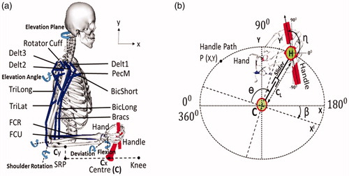 Figure 1. (a) Musculoskeletal model with right hand linked to the propulsion mechanism, with the 15 muscle actuators, Delt1(AnteriorDeltoid), Delt2(MiddleDeltoid), Delt3(PosteriorDeltoid), BicLong(BicepsLong), BicShort(BicepsShort), TriLong(TricepsLong), TriLat(TricepsLateral), Bracs(Brachialis), FCR(FlexorCarpiRadialis),FCU(FlexorCarpiUlnaris),PecM(Pectoralis Major) and Rotator cuff muscles(Supraspinatus (SUPRA), subscapularis (SUBSC), infraspinatus (INFRA), teresminor (TMIN)) with the major DOF such as Elevation Plane, Elevation angle, Elbow flexion, Shoulder rotation, Wrist deviation and flexion. (b) Kinematic components of the propulsion mechanism, with major DOF such as crank angle (ɵ), effective crank length (CL), tilt angle (β) and handle angle (ɳ).