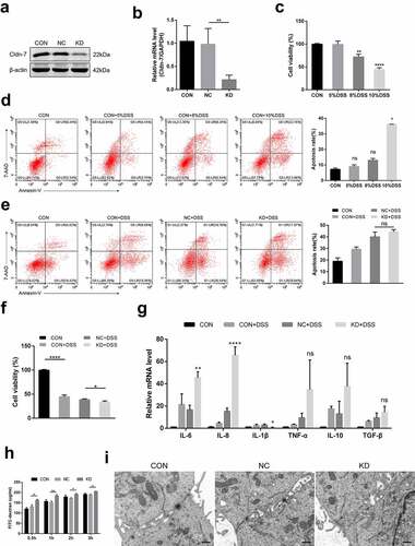 Figure 8. Inhibition of Cldn-7 disrupts biological function and aggravates inflammatory injury in DSS induced cytotoxicity. (a-b) Transfection of Caco-2 cells with specific shRNA. Efficiency of knockdown was confirmed by WB and qRT-PCR (**p < .01). (c) The effect of DSS at different concentrations (5%, 8%, 10%, respectively) on cell viability was estimated by CCK-8 assay (**p < .01, ****p < .0001). (d) Potential effect of DSS on cell apoptosis was determined by Annexin V-PE/7-AAD staining assay (left panels). Quantification of the number of apoptotic cells was performed (right panel, * p < .05). (e) The effect of Cldn-7 knockdown on cell apoptosis. (f) The effect of Cldn-7 knockdown on DSS-induced cell viability (*p < .05, ****p < .0001). (g) The mRNA levels of cytokines in DSS-stimulated injury of epithelial cells were analyzed by qRT-PCR (*p < .05, **p < .01, ****p < .0001). (h) Effects of Cldn-7 on intestinal permeability in Caco-2 cells. After cells grew into a monolayer, FITC-dextran was added to the upper chamber, and individual concentration of FITC-dextran in the lower chamber was detected at 0.5 h, 1 h, 2 h and 3 h, respectively (*p < .05, **p < .01). (i) Representative electron microscope images described potential effects of Cldn-7 on tight junctions and intercellular spaces of Caco-2 cells. Scale bars: 5 μm. For all experiments, data are representative of at least three independent experiments