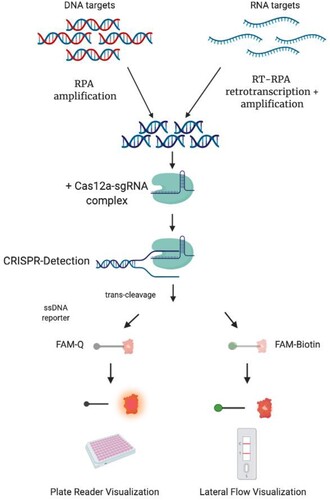 Figure 1. Schematic description of CRISPR-Cas detection protocol. To detect a DNA target sequence, a specific isothermal amplification step is first required. In the case of a RNA target, this step needs to be complemented with a reverse transcription reaction. A sgRNA sequence is specially designed, matching a region in the target DNA or cDNA. After the enzyme is loaded with the sgRNA, the amplicon is mixed with the Cas12a/sgRNA complex. A ternary complex only forms if the target DNA is present in the sample. Upon formation of the ternary complex, the quenched fluorescent ssDNA reporter is trans-cleaved, triggering a fluorescence signal that can be monitored with a plate reader. Alternatively, a FAM-Biotin labelled ssDNA reporter could be used, and results visualized with a lateral flow readout.