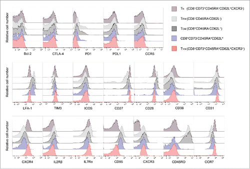 Figure 6. TYM cells are a novel memory population close to the pure naive phenotype. Flow cytometric analysis of expression of cell surface molecules. Overlaid histogram plots show expression levels of the given molecules in CD8+ T-cell subsets.
