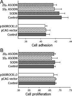 Figure 5 Adhesion and proliferation analysis of p160ROCKΔ3 mutant or ASODN against p160ROCK in Caov-3 cells. A, cell culture with p160ROCKΔ3 DNA or p160ROCK ASODN for 48 hr. Cells were first detached from dishes, suspended in the recommended medium, and then were added to matrigel-coated 96-well plates (5 × 104 cells in100 μ l/well), and cultured to attach for 30 min at 37°C. Then the plates were washed three times with PBS gently and the number of remaining adherent cells was measured by MTT assay. B, Caov-3 cells were cultured for three days after being treated with p160ROCKΔ3 or p160ROCK ASODN. The cell proliferation rate was measured by MTT assay. Results are show as the value of absorbance at 570 nm. The experiments were repeated three times, and mean was calculated.