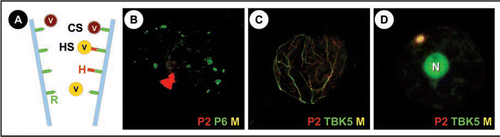 Figure 1 (A) The different strategies of non-circulant transmission: Viruses (V) using the capsid strategy (CS) attach directly to a receptor (R) in the tip of the a proboscis forming aphid stylets (blue), whereas in the helper strategy (HS) this interaction is mediated by the viral helper protein (H) that binds the virus particle to the receptor. Note that the helper protein can bind independently of the virus to the stylets. Whether the same receptor is used by different viruses as presented in the schema, is not known. (B) A turnip protoplast transfected with CaMV was double-labelled late in infection for CaMV helper protein P2 (red) and the marker protein for the virus factories P6 (green). It is visible that P2 localizes in a single, large transmission body, whereas the numerous virus factories are devoid of P2 (Colocalization would be revealed by yellowish color (M) in this superposition). (C and D) Turnip protoplasts were cotransfected with CaMV and TBK5-GFP and immunolabelled for P2 (red) and TBK5 was detected by GFP fluorescence. (C) shows a cell early in infection, where P2 and TBK5-GFP colocalize on a network that we identified as the microtubule cytoskeleton (unpublished data). (D) shows a cell later in infection where P2 and TBK5-GFP colocalize, as indicated by the yellowish color, in a transmission body. Note that TBK5-GFP also strongly labels the nucleus (N).