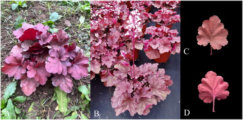 Figure 1. The morphological characteristics of Heuchera micrantha. (A) plant; (B) inflorescences; (C) frontal view of the leaf; (D) reverse view of the leaf. H. micrantha is a perennial, leaves basal, blade orbic-ulate to polygonal, shallowly to deeply 5–9-lobed, 2.5–10 cm, base cordate, lobes rounded, margins dentate, apex rounded or obtuse, surfaces glabrous or short to long stipitate-glandular. Flowering stems 6–57 cm, and petals are often white or pale pink. The photo was taken by Dr. Shi xiaohua in Zhejiang, Xiaoshan District, China. Photos A, C, and D were taken on December 8, 2022, and photo B were taken on April 15, 2022, without any copyright issues.