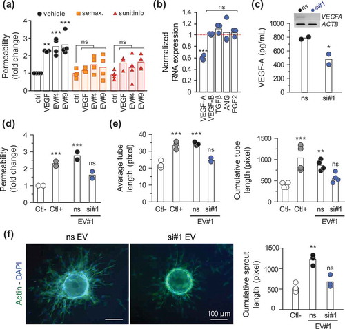 Figure 4. Extracellular vesicle-produced VEGF-A is pro-angiogenic. (a) Endothelial cells were seeded for permeability assays (105 cells, 4 days), treated for 6 h with semaxitinib (semax.; 5 µM) and sunitinib (100 nM) in serum-free media. The passage of FITC-dextran permeability was assessed in response to recombinant VEGF-A (50 ng/ml) and GSC#4 and GSC#9-prepared EVs (15 µg/ml), as previously described. **, p < 0.01. ***, p < 0.001. (b) GSC#4 were transfected with either non-silencing RNA (ns) or VEGF-A-targeting duplexes and knockdown efficiency was assessed by RT-PCR as compared to ACTB. Results were normalized to the expression levels of the ns condition, represented as the dashed red line. Relative expression levels of other angiogenic factors (VEGF-B, TGFβ, angiogenin (ANG) and FGF2) were also quantified (n = 3). ***, p < 0.001. (c) EVs were isolated from the conditioned media of GSC#4 transfected cells, and VEGF-A levels were measured by ELISA (n = 2). *, p < 0.05. (d) A confluent monolayer of ECs was exposed to control EV#1 (ns) or VEGF-A-depleted EVs (si#1) and permeability was assessed as described previously (n = 2). ***, p < 0.001. (e) Tubulogenesis and (f) sprouting were performed in ECs treated either with control (ns) or VEGF-A-depleted GSC#1-EVs. Representative pictures of EC-coated beads stained with phalloidin (actin, green) and DAPI (nucleus, blue) (n = 3). **, p < 0.01; ***, p < 0.001. Serum-free mitogen-free medium and VEGF-A (50 ng/ml) were used as negative and positive controls, respectively.