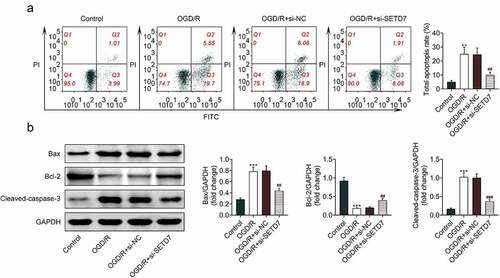 Figure 4. Knockdown of SETD7 suppressed cell apoptosis of OGD/R-induced PC12. (a) Silence of SETD7 attenuated OGD/-induced increase of cell apoptosis in PC12. (b) Silence of SETD7 attenuated OGD/-induced decrease of Bcl-2, increase of Bax and cleaved caspase-3 in PC12. ##, ### vs. OGD/R+ siNC, p < 0.01, p < 0.001. **, *** vs. control, p < 0.01, p < 0.001.