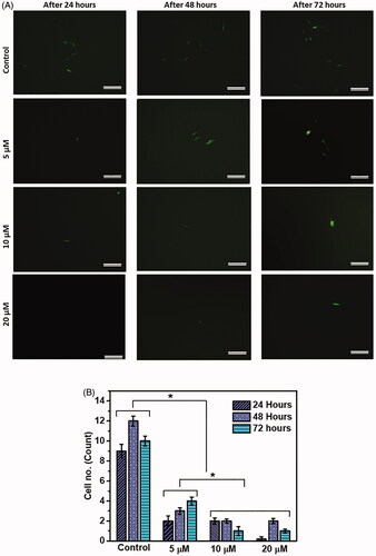 Figure 6. Testing of the developed BBB model using model drug, cisplatin. Migrated cells were imaged by fluorescent microscope after different time periods of cisplatin treatment (A). Quantification of migrated MDA-MB-231 cells after different time periods of cisplatin treatment (B). Scale bars, 200 µm. The mean values in B for each group were calculated from the results of three independent experiments. Star symbol (*) indicates the data where a statistically significant difference (p ≤ 0.05) was observed with the group of comparison.