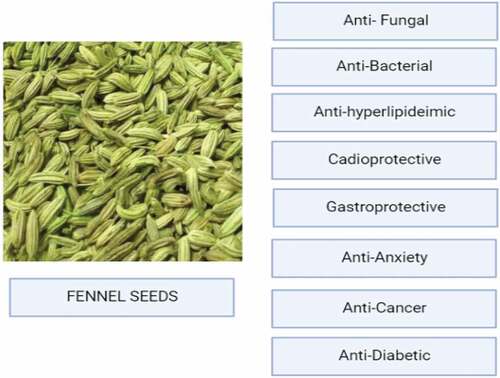 Figure 1. Health benefits of fennel seeds.