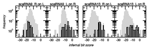 Figure 3 Distribution of infernal bit scores of the sequence of the 5′ component aligned to the covariance model of the 3′ component (R on L) and vice versa for SCARNA9 and SCARNA13. The background distribution (randomized sequences) is shown in gray. While there is no indication that the 5′ and 3′ components are related for SCARNA9, the shift of the bit score distributions towards higher values for SCARNA13 shows that the sequences of the two parts (L and R) of this snoRNA are more similar than expected. Although this does not constitute an iron-clad proof, it serves at least as a strong indication that L and R are homologs and like arose through a tandem duplication event.