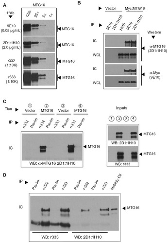 Figure 6 Specificity and sensitivity assessment of α-myeloid translocation gene (MTG) 16 antibodies.