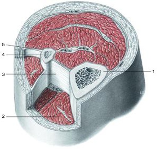 Figure 2 Transverse section at the level of the upper third of the leg.