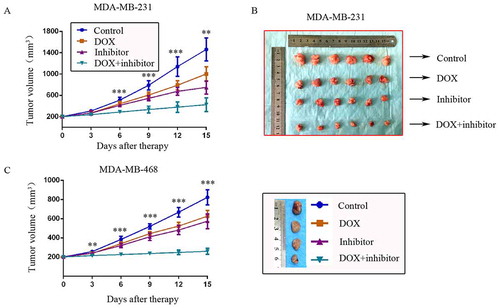 Figure 4. MDM2/MDMX inhibitor could enhance the curative effect of DOX in TNBC nude mice. Each mice was injected 1 × 107 TNBC cells re-suspended in PBS mixed with matrigel into the mammary fat pad. When the tumors were approximately 200 mm3, tumor-bearing mice were randomly divided into four groups (six in each group) and treated with the following regimens: Normal saline; DOX alone (2.5 mg/kg, iv, twice per week); MDM2/MDMX inhibitor alone (10 mg/kg, iv, d1–3); and the combination of MDM2/MDMX inhibitor and DOX. The body weights of mice and tumor volumes were recorded every other day. The tumor volumes (a, c) and original tumors (b, c) are shown. The values presented are the mean ± SD for each group. *P < 0.05, **P < 0.01, ***P < 0.001 (n = 6) vs. the control group, the DOX only group or the MDM2/MDMX inhibitor alone group.