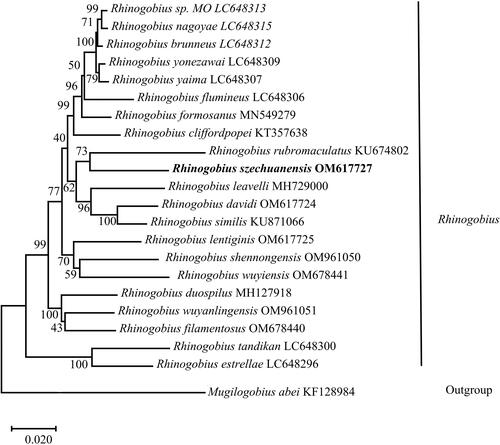 Figure 3. Maximum-likelihood (ML) phylogenetic tree was reconstructed based on the concatenated 13 protein-coding genes of R. szechuanensis and other 22 Gobionellinae fishes. Accession numbers were indicated after the species names. Numbers at the nodes indicated bootstrap support values from 1000 replicates.