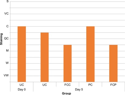 Figure 2 Nrf2 immunostaining levels at day 0 and day 5 in living epidermis.