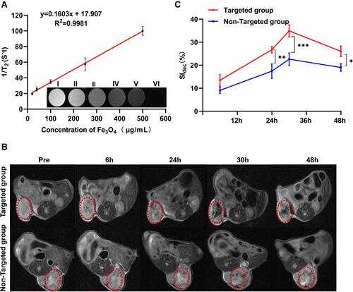 Figure 5 MRI assessment of PFH@CL/Fe3O4 NPs in vitro and in vivo. (A) The curve of 1/T2 versus PFH@CL/Fe3O4 NPs at elevated Fe3O4 concentration. Inset: T2-weighted MR intensities of PFH@CL/Fe3O4 NPs at different Fe3O4 concentration (n = 3). (B) Image of 4T1 tumor-bearing mice (region enveloped by the red dotted line) at pre, 6h, 24h, 30h and 48h post-injection of targeted NPs and non-targeted NPs. (C) Quantitative analysis of SIdec (n = 3), the difference was detected in the targeted group and non-targeted group (*p < 0.05, **p < 0.01, ***p < 0.001).