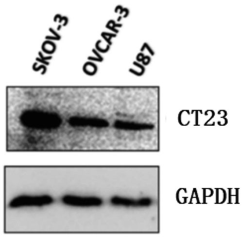 Figure 2. Expression of CT23 protein in tumor cells detected by immunoblot.