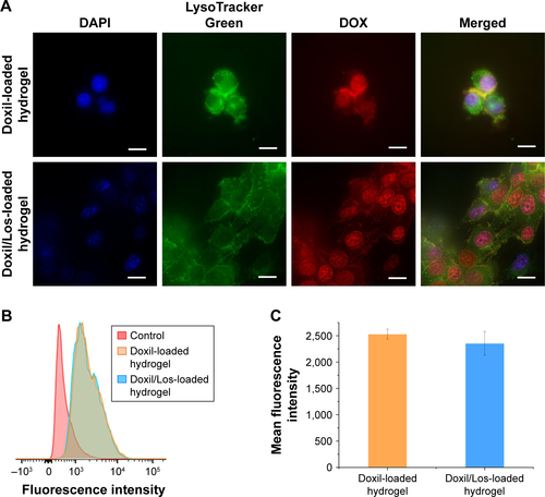 Figure S1 Cellular uptake analysis of DOX from Doxil-loaded hydrogel and Doxil/Los-loaded hydrogel.Notes: (A) Fluorescence images showing the intracellular distribution of DOX. (B) Flow cytometric analysis of fluorescence intensity of DOX in cells. (C) Mean fluorescence intensity of DOX in cells analyzed by flow cytometry (n=3, mean ± SD). Scale bar is 10 µm. The images were obtained under Cell Imaging System with 60× objective lens. There was no significant difference between the mean fluorescence intensities of the two groups shown in (C). P>0.1.Abbreviations: DAPI, 4′,6-diamidino-2-phenylindole; DOX, doxorubicin; Doxil, liposomal doxorubicin; Los, losartan.