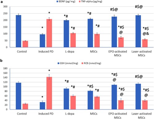 Figure 5. (a, b): (a) Brain-derived neurotrophic factor (BDNF), tumour necrosis factor-alpha (TNF-α), (b) glutathione (GSH) level, and reactive oxygen species (ROS) in substantia nigra tissue homogenate of all studied groups Values are presented as mean ± SD. *: statistically significant compared to the corresponding value in the control group (P < 0.05), #: statistically significant compared to the corresponding value in the untreated PD group (P < 0.05), $: statistically significant compared to the corresponding value in the L-dopa group (P < 0.05), @: statistically significant compared to the corresponding value in the MSCs group (P < 0.05), &: statistically significant compared to the corresponding value in EPO-activated MSCs group (P < 0.05) (n = 8).