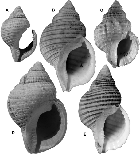 Fig. 22  Argobuccinum pustulosum (Lightfoot). (A) GS4175, Q21/f6499, Denby Shellbed (Haweran, OIS 7), Waihi Beach, Hawera, earliest New Zealand record; height 57.7 mm. (B) BMNH 1973113, Dunker's illustrated syntype of Bursa tumida Dunker, 1862, “New Zealand”, height 92.6 mm. (C) holotype of Ranella polyzonalis Lamarck, 1816, MHNG 1098/79, neotype of Buccinum pustulosum Lightfoot, 1786, of Murex argus Gmelin, 1791, and of Tritonium argobuccinum Röding, 1798; type locality Jeffreys Bay, South Africa; height 71 mm. (D) TM3992, GS5674, J41/f8710, Hillgrove Formation (Last Interglacial, OIS 5e), Old Rifle Butts, S of Cape Wanbrow, S Oamaru; height 96.2 mm. (E) BMNH 1950.11.28.17, largest syntype of Ranella vexillum G. B. Sowerby I, 1835, “Chiloé, Concepción”, Chile; height 94.9 mm.