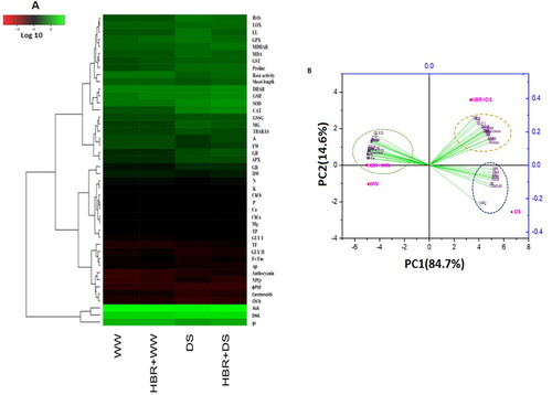 Figure 10. The Heatmap and PCA display the variable-treatment relationships. In Heatmap, logarithmic transformation (log10) values shown in color scale (lower values to higher values revealed as red to green). All dataset was performed using PCA. The variables include shoot length, FW,DW, Chl a, Chl b, carotenoid, qp, Fv/Fm, ɸPSII, NPQ, N, P, K Ca, Mg content, proline content, glycine betaine (GB),total flavonoid content (TF), total phenolic contents (TP), H2O2 content, malondialdehyde (MDA),Electrolyte leakage (EL), LOX activity, Anthocyanins, Root activity, SOD activity, CAT activity, APX activity, GR activity, DHAR activity, and MDHAR activity, and Thiobarbituric acid reactive substances, TBARS (F), AsA content, DHA content, GSH content, GSSG content, GST activity,GPX activity, MG content, GLY I activity, and GLY II activity.