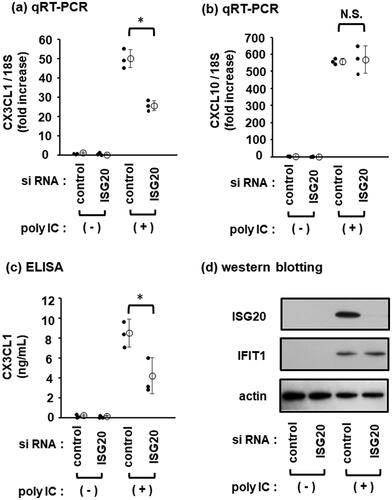 Figure 3. ISG20 is partially involved in poly IC-induced CX3CL1 expression. Cells were transfected with the negative control siRNA or ISG20 siRNA and incubated for 48 h. Then, 30 µg/mL of poly IC was added to the cultures and incubated for additional 24 h. (a and b) RNA was extracted from the cells, and qRT-PCR for CX3CL1 (a) and CXCL10 (b) was performed. (c) The culture medium was collected, and the concentration of CX3CL1 protein in the culture medium was estimated by ELISA. Data (a), (b), and (c) are presented as mean ± SD (n = 3, *P < 0.01; N.S., not significant). (d) Cells were lysed and western blotting was performed for ISG20, IFIT1, and actin.