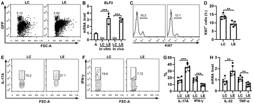 Figure 5. Effect of ELF3 overexpression on Th17.1 cell function in vivo. (a) Flow cytometry dot plots showing exogenous GFP+ T cells in the LP of Rag1−/− mice four weeks after transfer. LC: control Th17.1 cells without ELF3 expression. LE: ELF3-overexpressing Th17.1 cells. (b) ELF3 mRNA levels in cultured Th17.1 cells (in vitro) or Th17.1 cells sorted from the recipients’ LP (in vivo). Un: under detection limit. (c) Flow cytometry histograms showing Ki67 staining in exogenous LP Th17.1 cells. (d) Statistics of Ki67+ cells in (c). (e and f) Flow cytometry dot plots showing the expression of IL-17A (e) and IFN-γ (f) in exogenous Th17.1 cells after sorting from LP and stimulation with PMA/ionomycin. (g) Statistics of the frequencies of IL-17a+ and IFN-γ+ cells in exogenous Th17.1 cells. (h) mRNA levels of IL-22 and TNF-α in exogenous Th17.1 cells. N = 3–6 mice per group. **: P <.01; ***: P <.001. Student’s t-test.