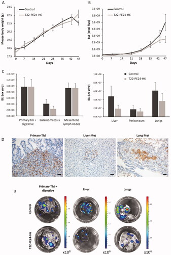 Figure 6. T22-PE24-H6 antimetastatic effect in the cell-derived orthotopic CXCR4+ SW1417 CRC model. (A) Evolution of mouse body weight (g) during the repeated dose administration of 5 µg of T22-PE24-H6 (three times a week, 18 total doses). (B) Total body bioluminescence (BLI; Total Flux [p/s]) of buffer and T22-PE24-H6 treated mice, was measured once per week throughout the experiment. (C) Comparison of bioluminescence emission between the buffer-treated and the 5 µg T22-PE24-H6 repeated-dose schedule groups in the primary tumor, mesenteric lymph nodes, liver, lung, and peritoneum. Results are presented as mean ± s.e.m. bioluminescence values in photons per second (total flux [p/s]). (D) CXCR4 IHQ images show that the receptor is highly expressed in cancer cells from the primary tumor, liver, and lung metastasis. Scale bar: 50 µm. (E) Representative bioluminescence images comparing primary tumor and metastatic dissemination in liver and lungs of mice treated with the nanotoxin (5 µg T22-PE24-H6) or buffer (control).