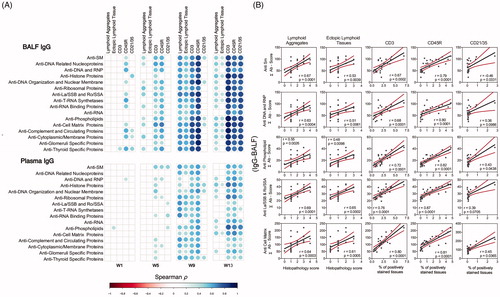 Figure 10. IgG AAb responses in BALF and plasma positively correlate with markers for ELS development. (A) For all cSiO2-treated groups, Spearman ρ values were calculated by correlating Σ IgG Ab-score values with markers for ELS development assessed in lung tissues of mice collected 1, 5, 9, or 13 weeks PI. Σ Ab-score data calculated as the sum of AAbs belonging to a particular category (Table 1). Markers for ELS development in lung tissues of mice measured as the percentage of positively stained tissues (CD3, CD45R, and CD21/35) and scores of histopathology (lymphoid aggregates, ectopic lymphoid tissue). Significant correlation values (p ≤ .05) are represented as shaded circles; non-significant correlations are indicated by blank cells. (B) Scatter plots for Σ Ab-score from selected IgG groups in BALF vs. markers for ELS development at 13-week PI. Linear regression lines with 95% confidence intervals (curved lines) are shown along with the Spearman ρ value and p-value.