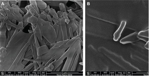 Figure 5 Scanning electron microscopy images of baicalin solid nanocrystals after lyophilization (A 5,000×; B 10,000×).