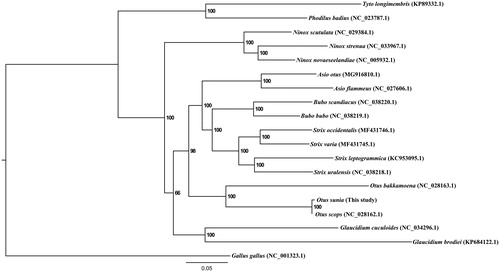 Figure 1. Phylogenetic tree of O. sunia based on the maximum likelihood (ML) analysis of 12 concatenated mitochondrial protein-coding genes (with the exception of ND6). The bootstrap values for the ML analysis are shown on the nodes.