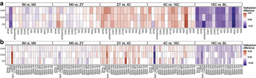 Figure 3. (a) Heatmap shows the average methylation difference in the gene regions between consecutive stages and considering all cytosine contexts (CG, CHG and CHH). (b) Heatmap shows the average methylation difference in the regions encoding tRnas between consecutive stages and considering all cytosine contexts (CG, CHG and CHH). Red colour indicates an increase of methylation between the two consecutive stages, blue colour indicates a decrease of methylation between the two consecutive stages, light colour indicates no changes between the two consecutive stages.
