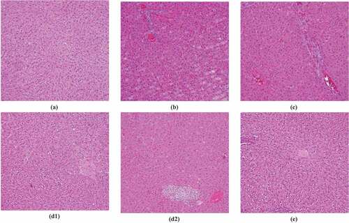 Figure 6. HE staining results of pathological tissue of rats from each group