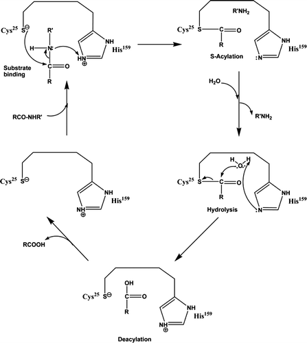 Figure 1. Enzymatic mechanism of protein hydrolysis by cysteine proteases (Bekhit et al., Citation2014; Grzonka et al., Citation2007).