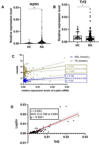 Figure 4 Relative expression of leptin and Trf2 mRNA levels in RA. (A) The relative expression of leptin mRNA level was increased in RA patients. (B) The relative expression of Trf2 mRNA level was decreased in RA patients. (C) An increased leptin level showed a moderate positive correlation with both TC and HDL levels in RA patients. (D) Leptin and Trf2 expression levels showed a strong positive correlation. ns, not significant; *p <0.05; **p <0.01.
